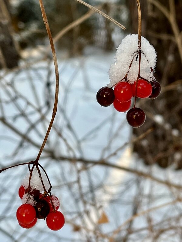 Аппетитные ягодки. - Дмитрий Багмет