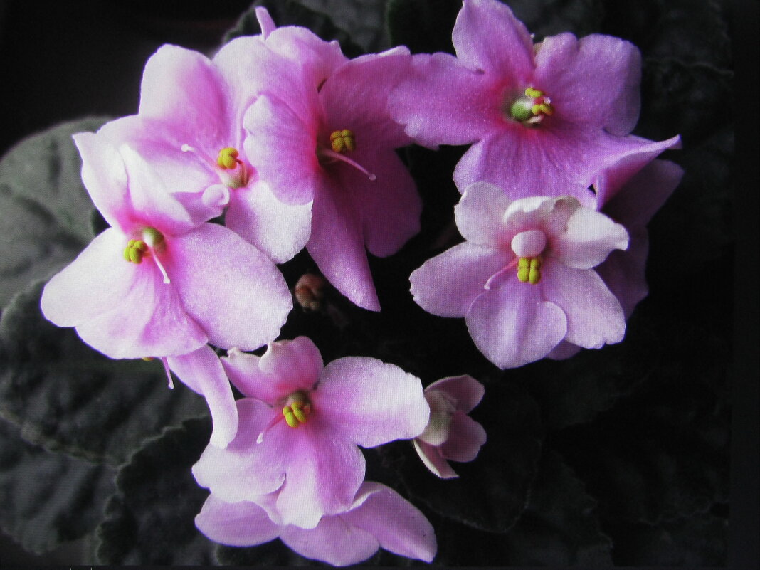 Нежная красота - Людмила Смородинская Нежная красота - Людмила Смородинская