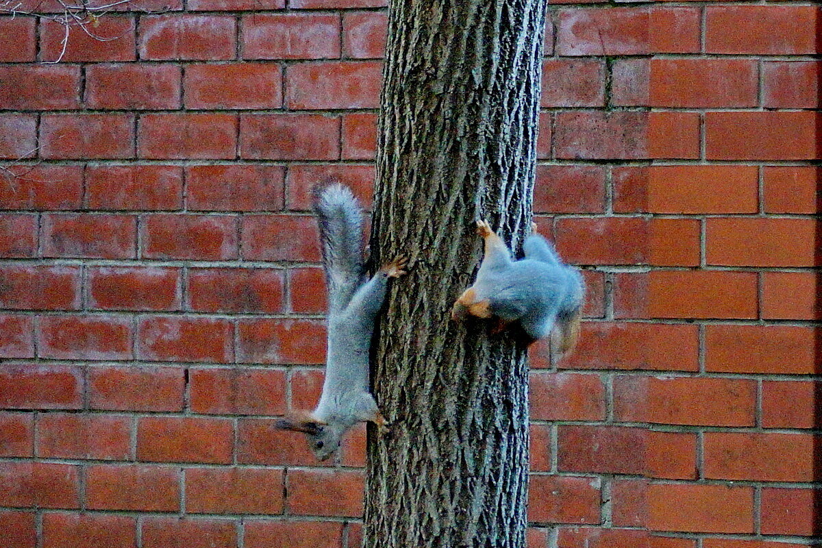 Про белочек... - Николай Саржанов