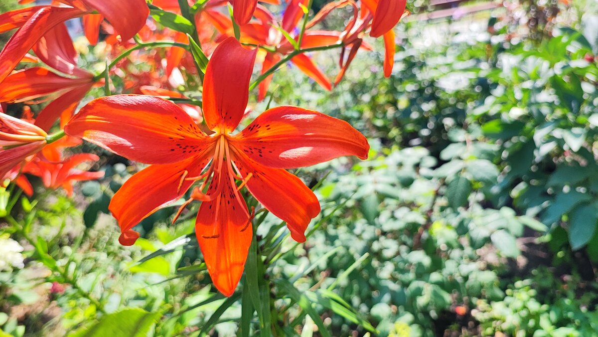 ,,, - Сергей Тимоновский