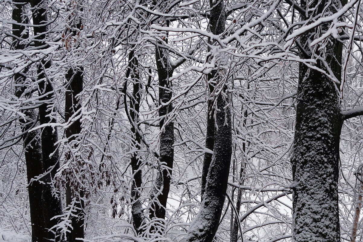 Природные кружева - Рита Симонова