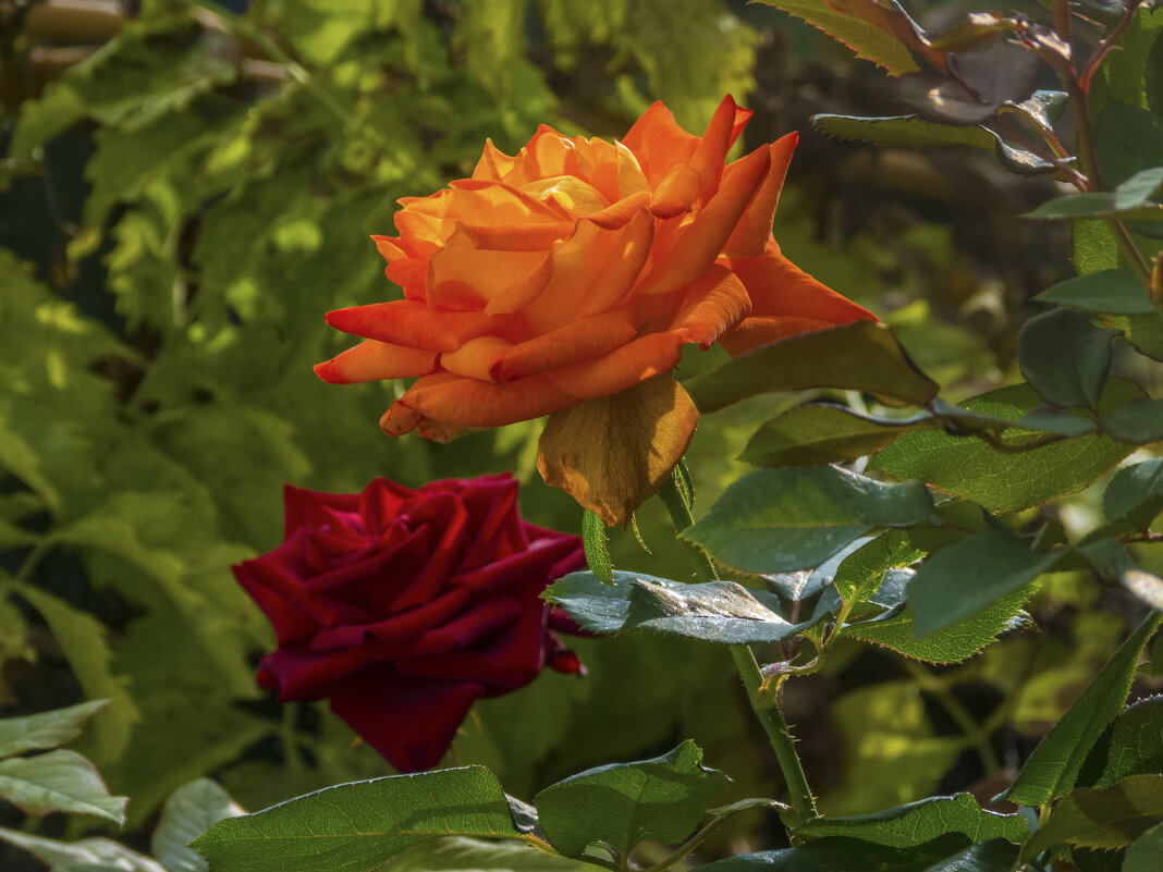 Оранжевая и бархатная роза - Валентин Семчишин Оранжевая и бархатная роза - Валентин Семчишин