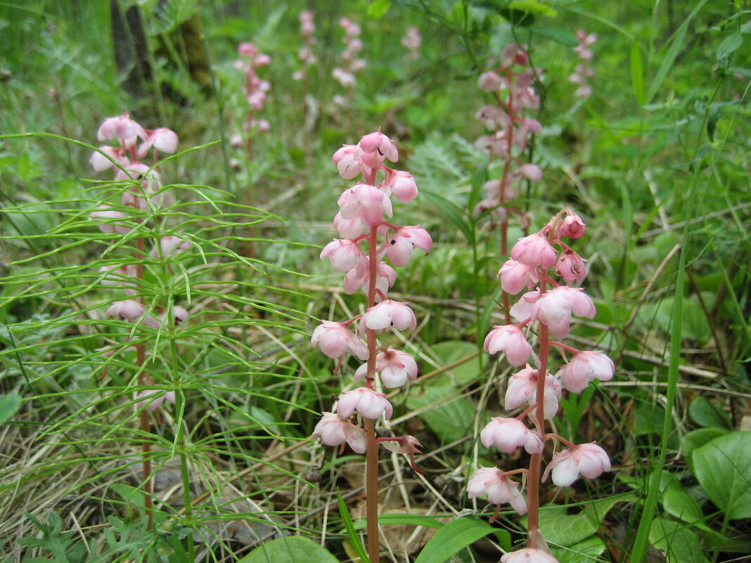 Грушанка - Anna Ivanova Грушанка - Anna Ivanova