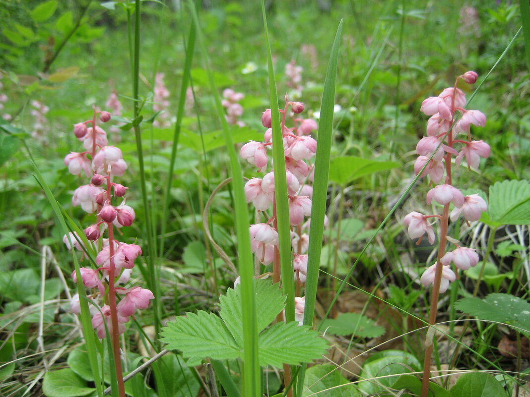 Грушанка - Anna Ivanova Грушанка - Anna Ivanova