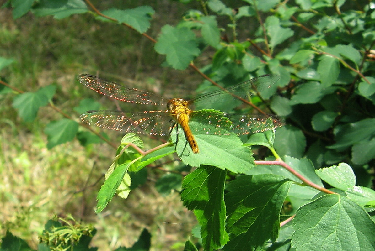 Стрекоза - PRP Стрекоза - PRP