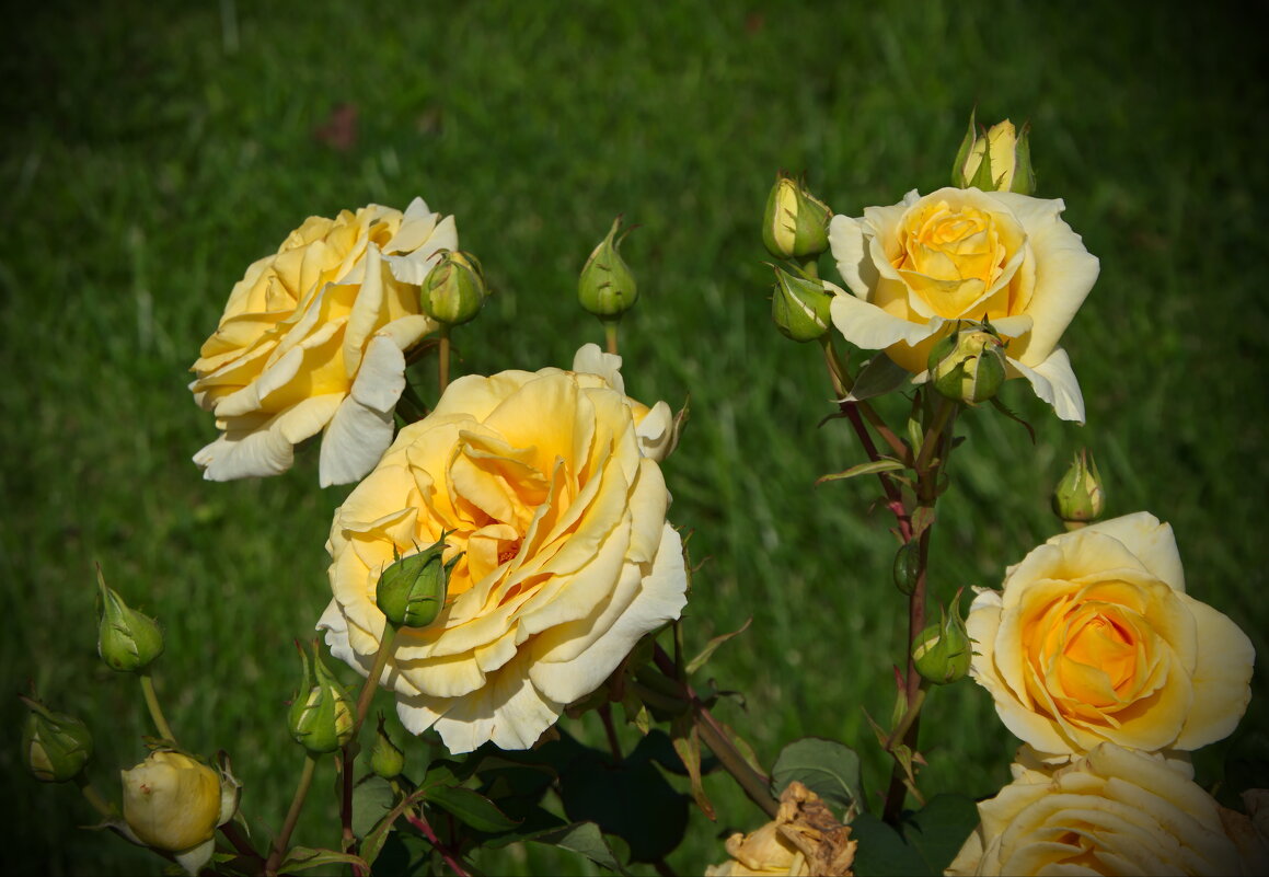 Желтые розы - lady v.ekaterina Желтые розы - lady v.ekaterina