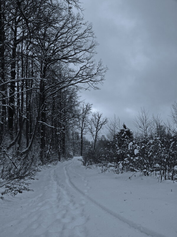 Зимний день - Наталья Rosenwasser