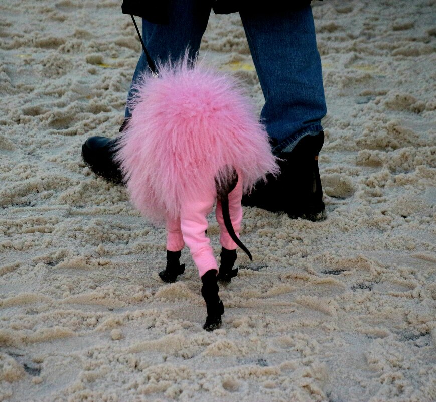 Гламурная собачка - Наталья Герасимова Гламурная собачка - Наталья Герасимова