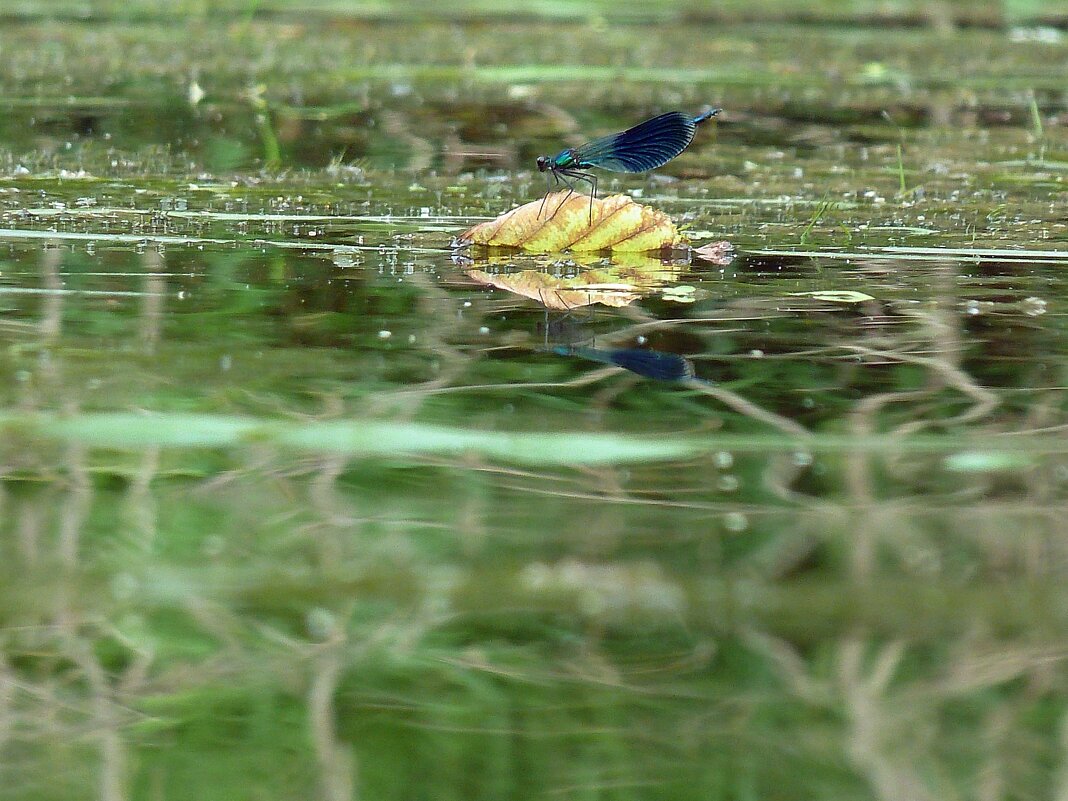 "На маленьком плоту..." - Марина 