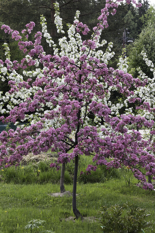 Цветение яблонь - Кирилл 