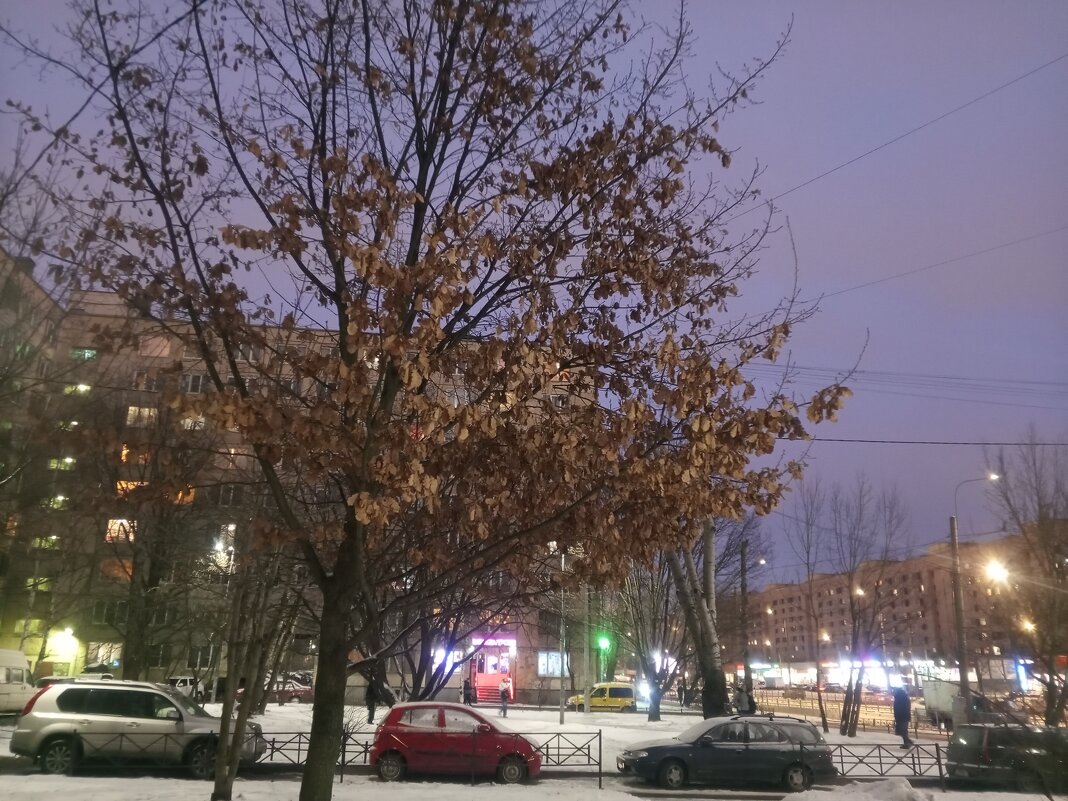 Дуб - Сапсан 