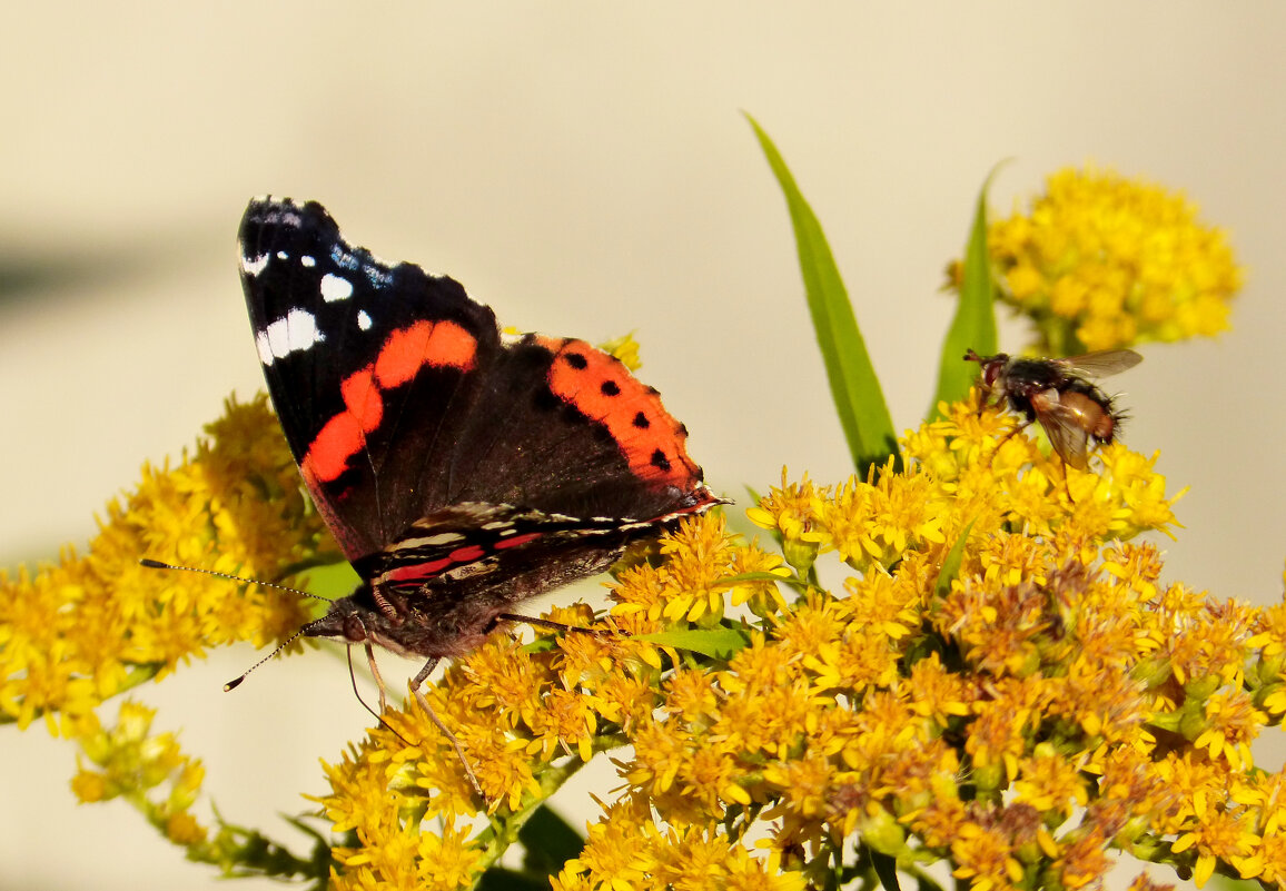 опять про бабочек 298 - Александр Прокудин опять про бабочек 298 - Александр Прокудин