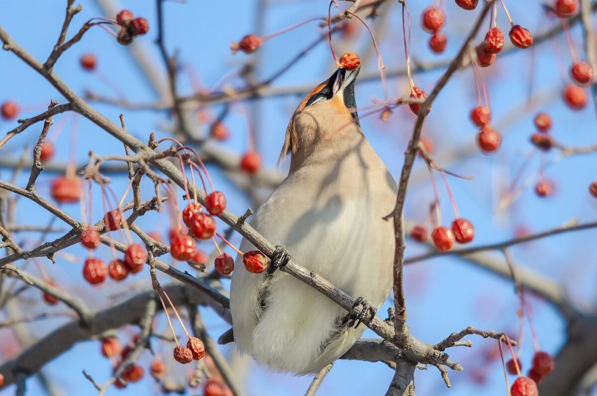 Свиристель. - Виктор Иванович Чернюк