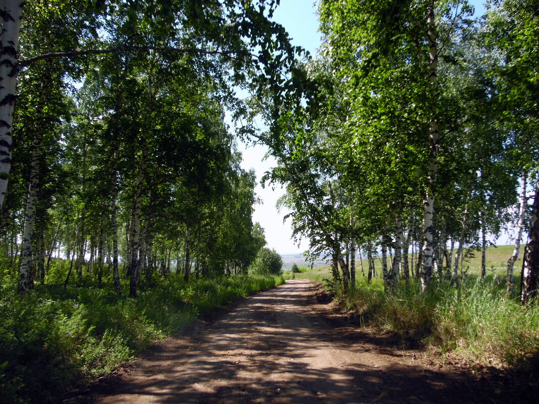 Тенистая дорога. - nadyasilyuk Вознюк Тенистая дорога. - nadyasilyuk Вознюк