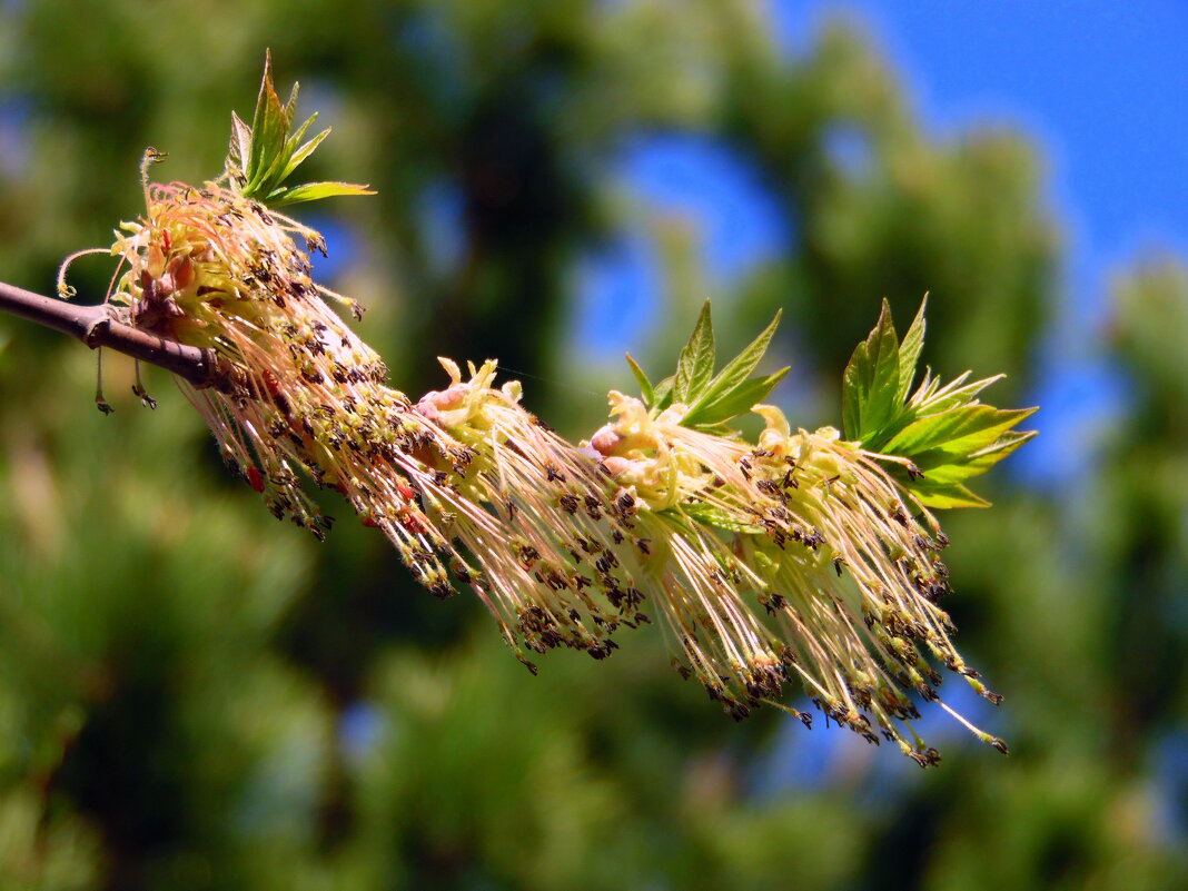 На ветру. - nadyasilyuk Вознюк На ветру. - nadyasilyuk Вознюк