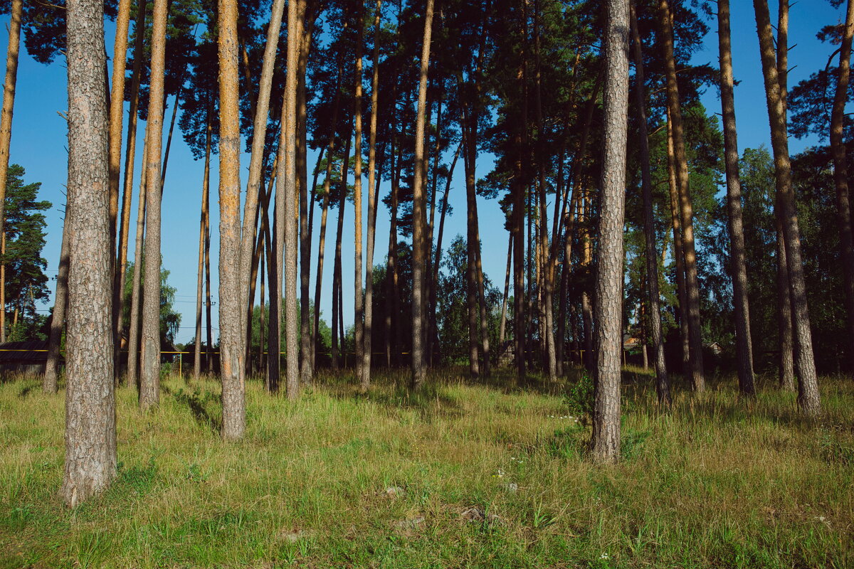 П - Денис Безногов