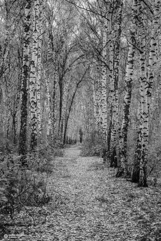 Берёзовая роща в монохроме - Дарья Рогозина Берёзовая роща в монохроме - Дарья Рогозина