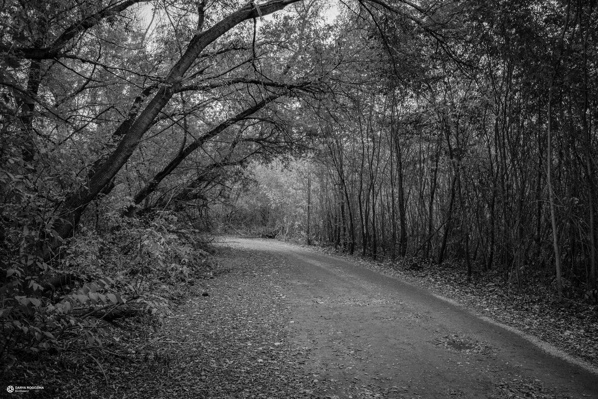 Дорога в осень,чб - Дарья Рогозина