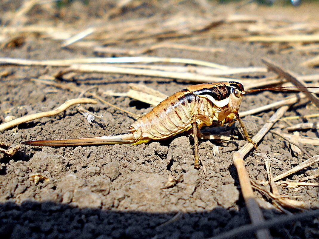 Бескрылый кузнечик на поле... - Константин Штарк Бескрылый кузнечик на поле... - Константин Штарк