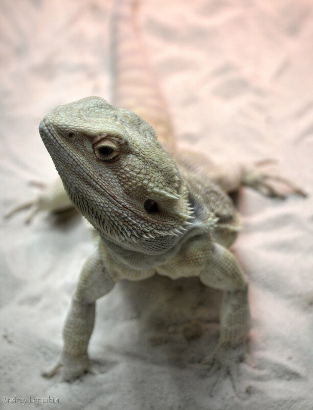 Агама - Andrey Lomakin Агама - Andrey Lomakin