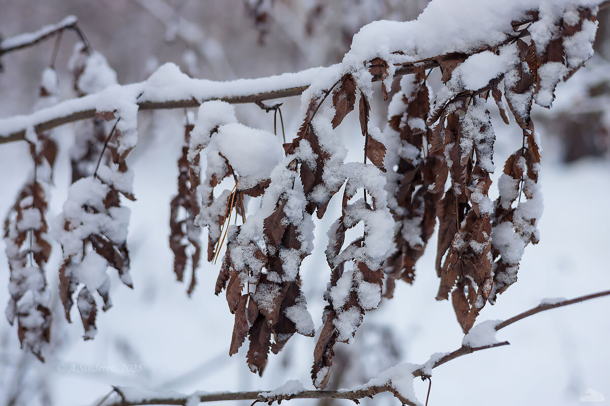 Ветка в снегу - Александр Синдерёв