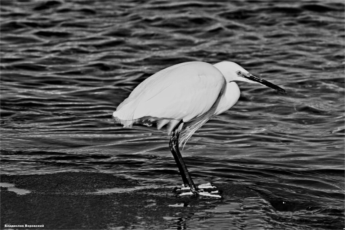 Дикие животные - Владислав Воровский Дикие животные - Владислав Воровский