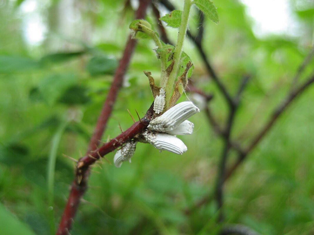 Червец крапивный - Anna Ivanova Червец крапивный - Anna Ivanova