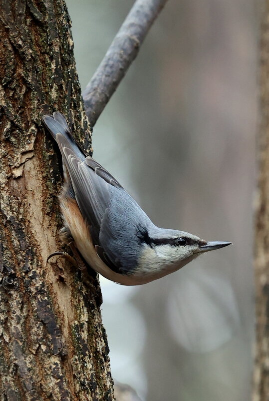 Поползень - Александр Кондаков