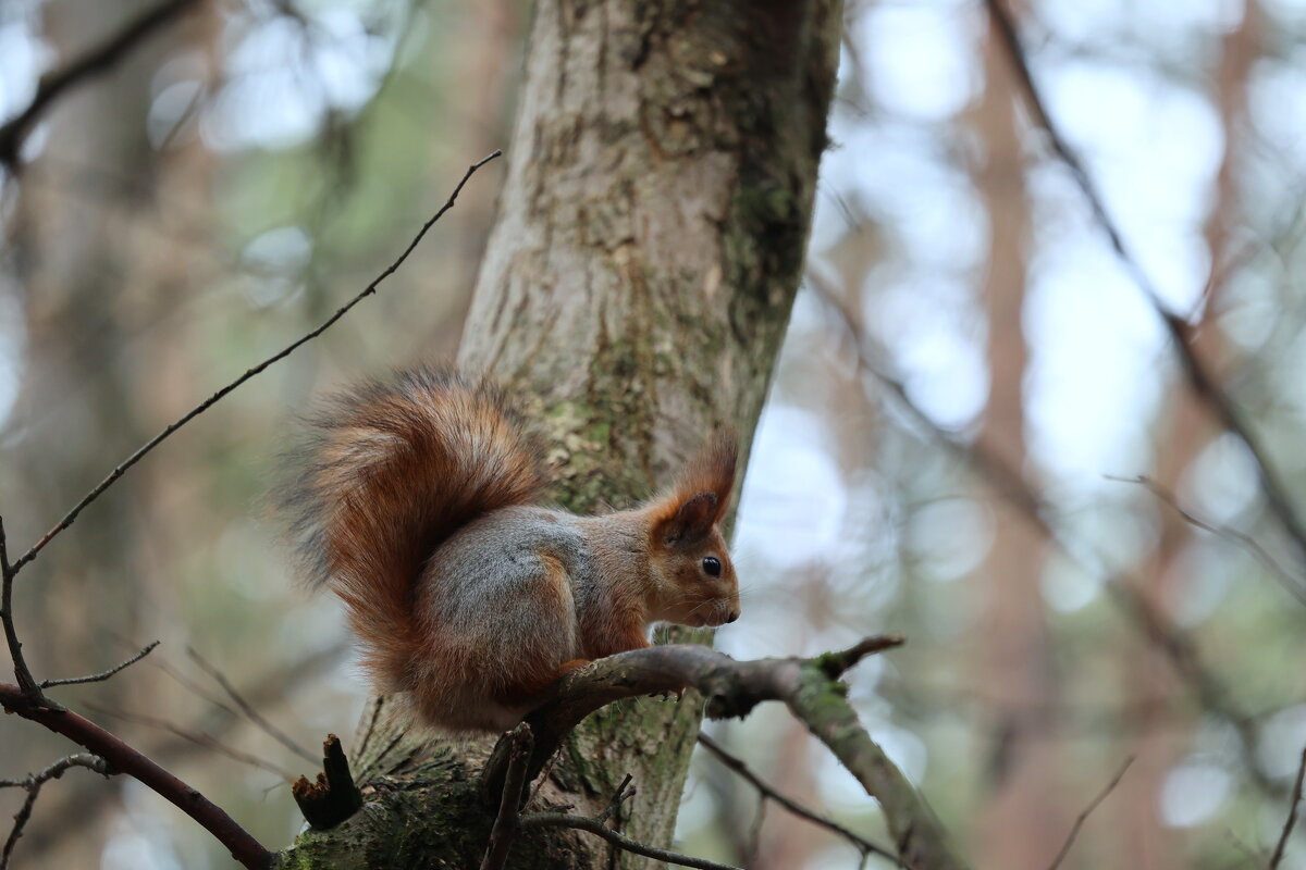 Отвернулась... - Александр Кондаков Отвернулась... - Александр Кондаков