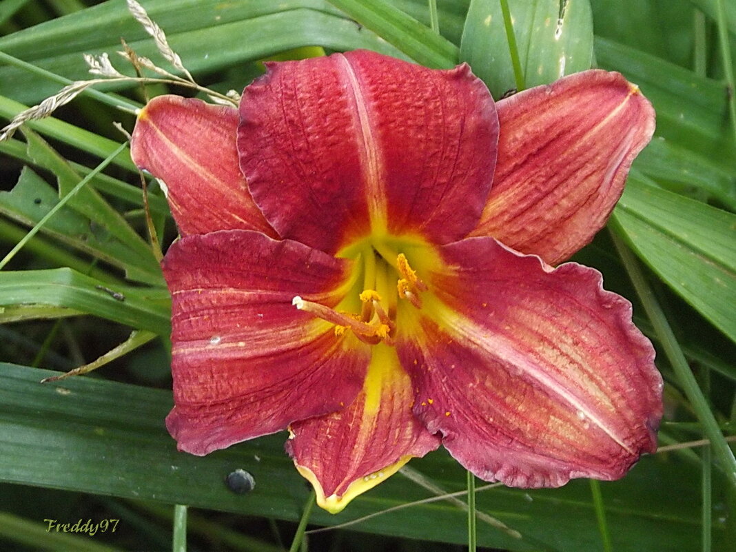 Лилейник - Freddy 97