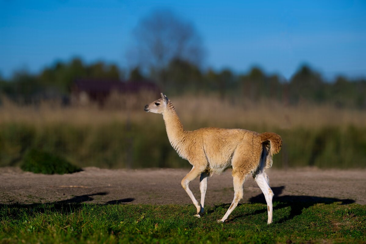 Викунья - родственница ламы - Николай Соколухин Викунья - родственница ламы - Николай Соколухин