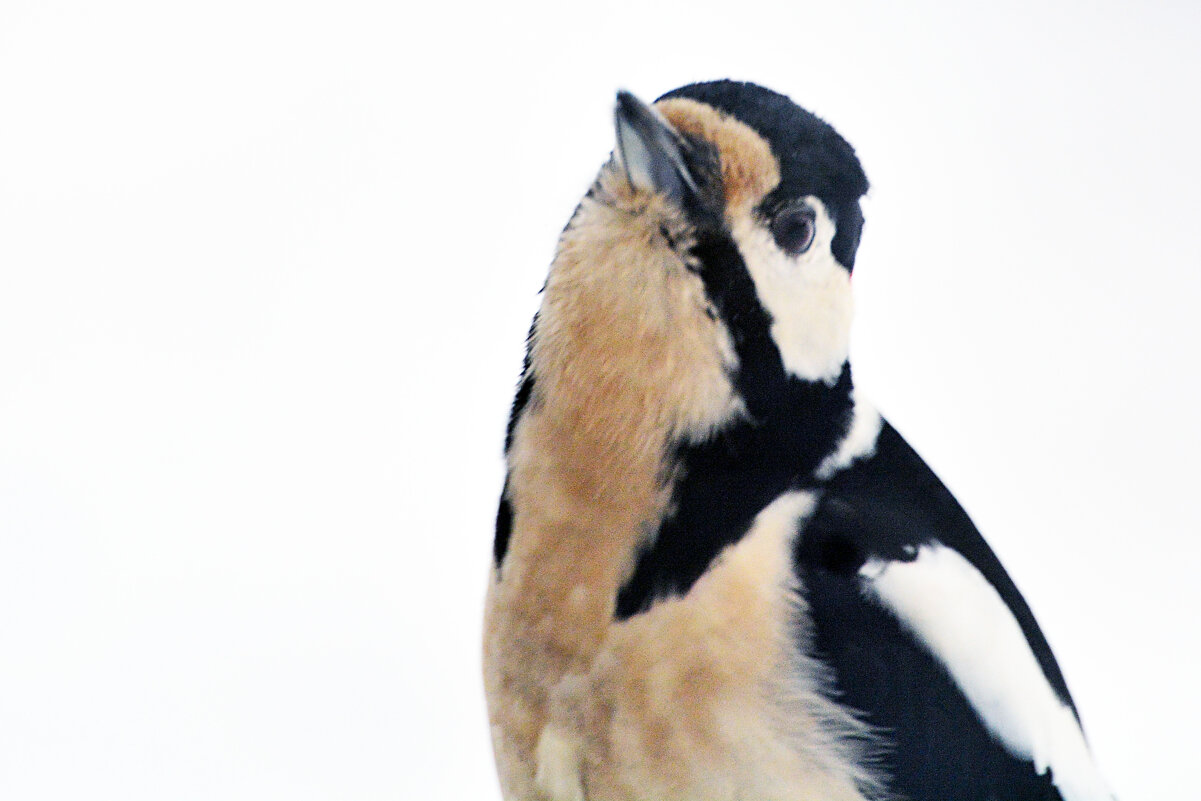 позирует - леонид логинов