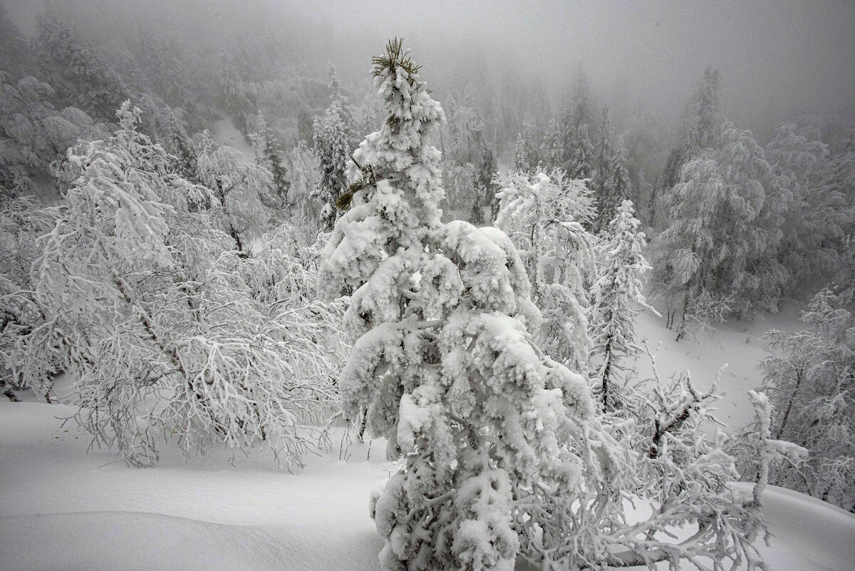 Под тяжестью снега. - Владимир Терехов Под тяжестью снега. - Владимир Терехов