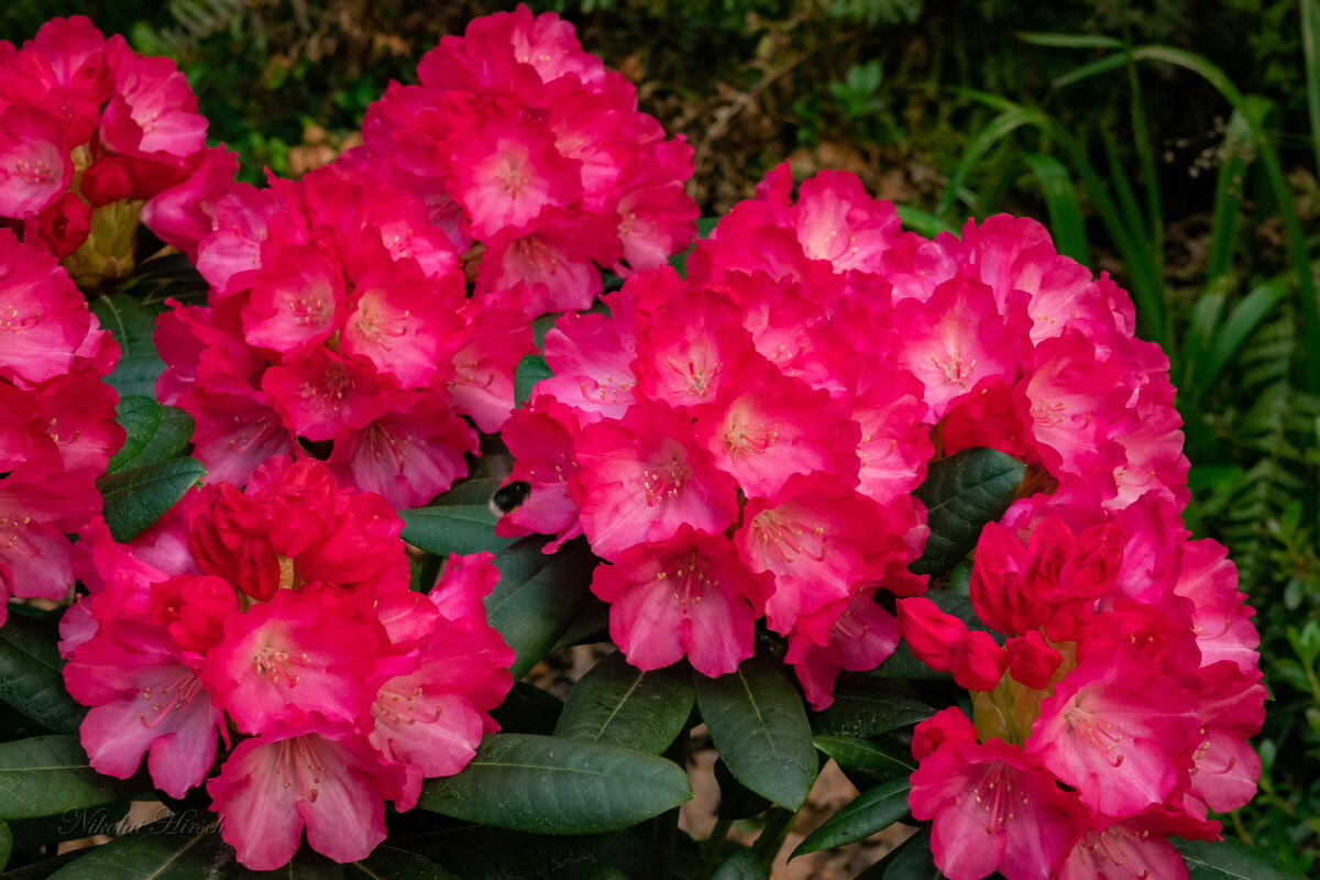 Бальзам для глаз... - Николай Гирш