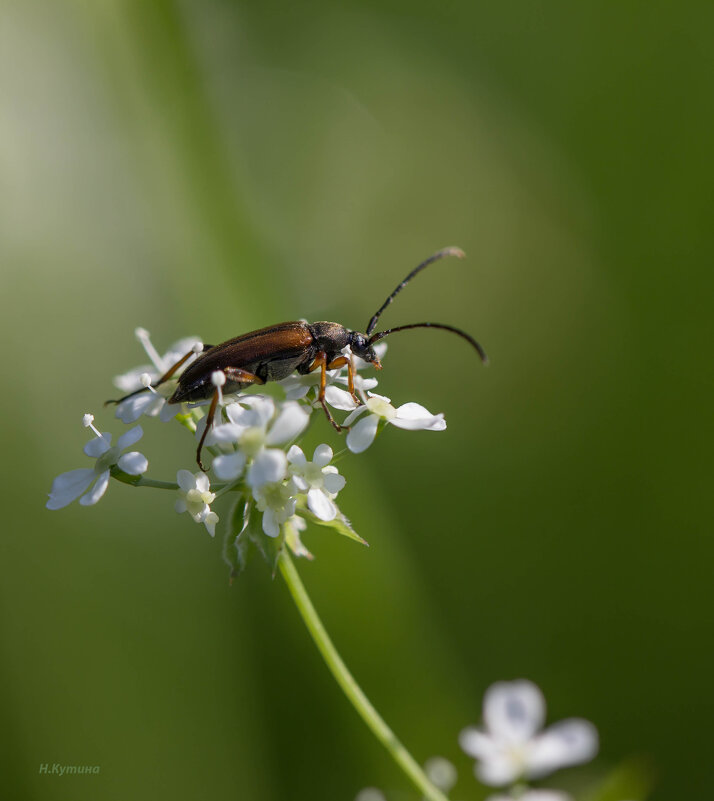 Усач - Нина Кутина