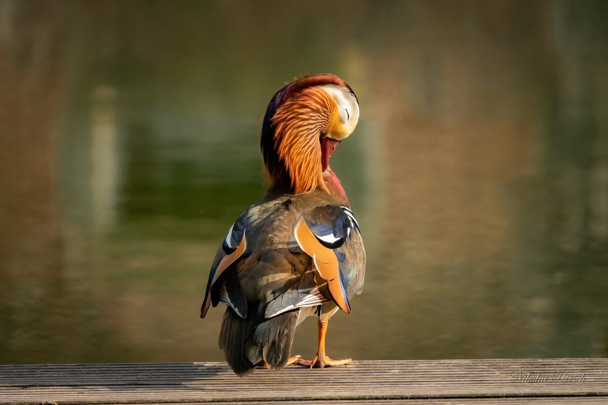 Чистота - залог здоровья... - Николай Гирш Чистота - залог здоровья... - Николай Гирш