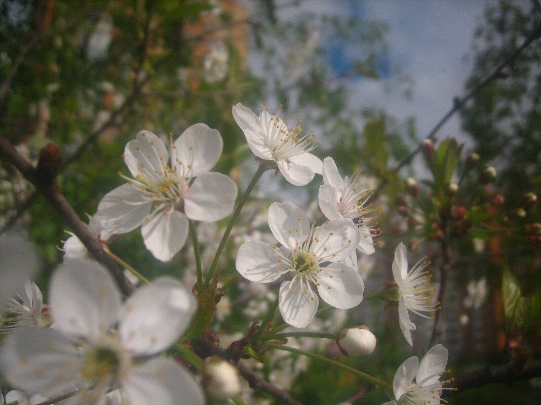 вишня соцветия - Александр Кольцов
