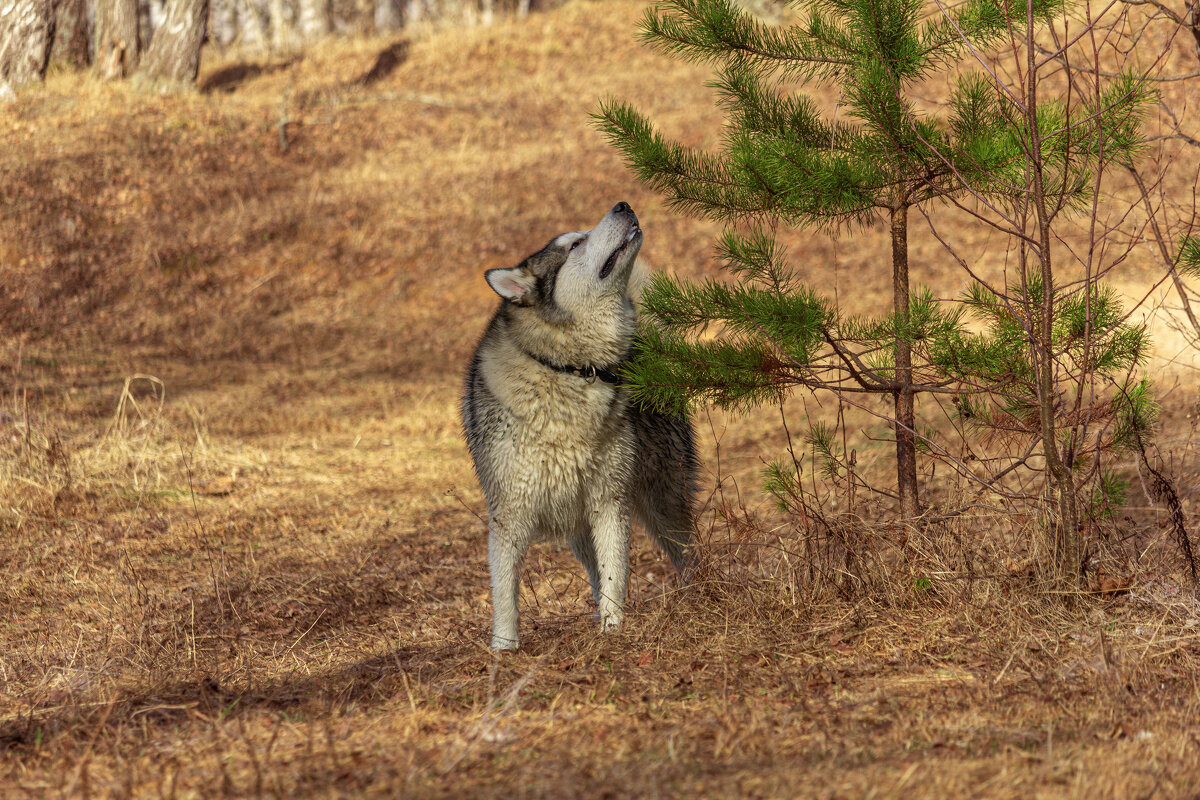 Тесей. - leff Postnov