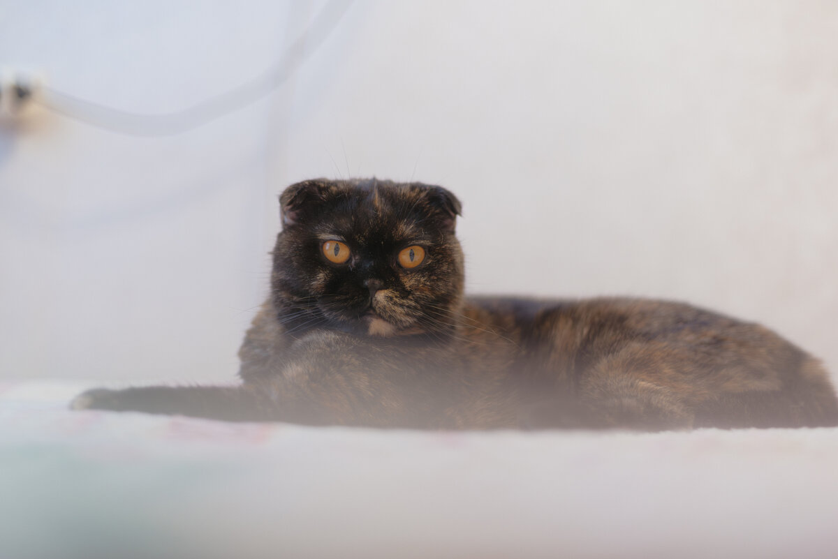 Грация кошки... - Михаил Соколов Грация кошки... - Михаил Соколов