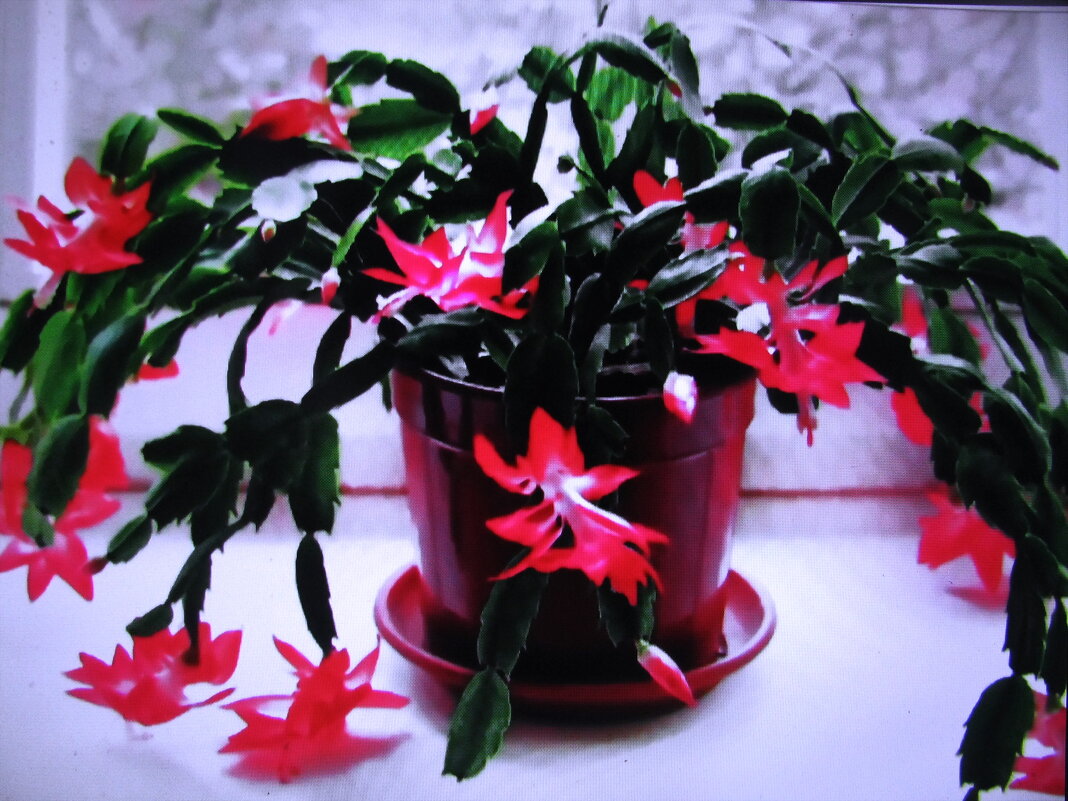 Красота на окошке - Людмила Смородинская Красота на окошке - Людмила Смородинская