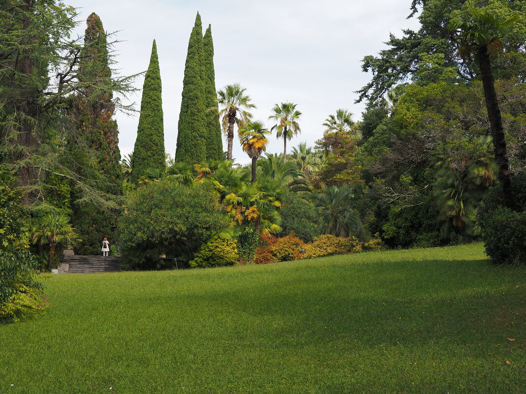 Верхняя часть дендропарка Сочи - Евгений Седов Верхняя часть дендропарка Сочи - Евгений Седов