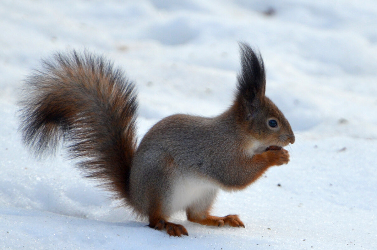 Москва. Белочка с орешком из Воронцовского парка. - Наташа ***** Москва. Белочка с орешком из Воронцовского парка. - Наташа *****