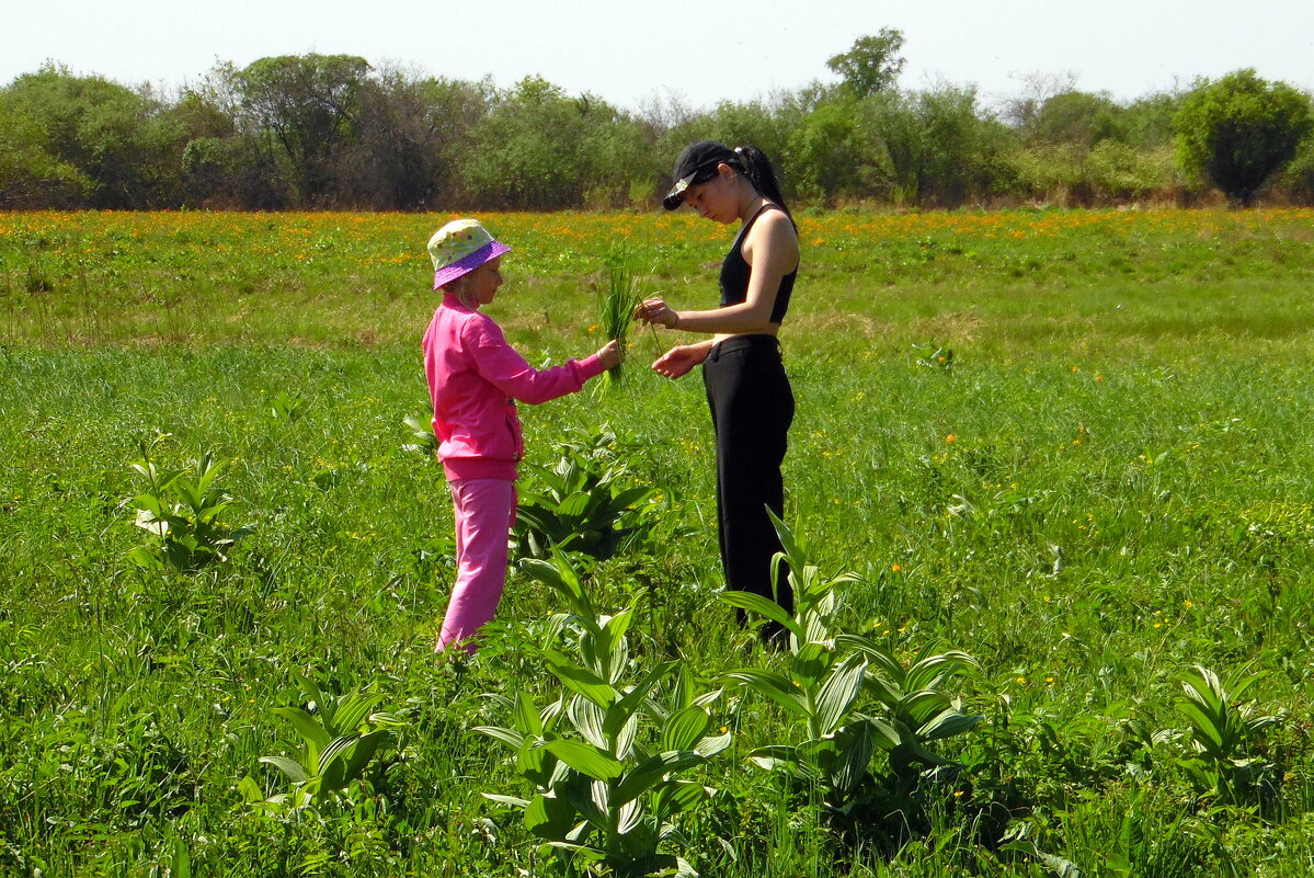Луг,на котором растёт лук. - nadyasilyuk Вознюк Луг,на котором растёт лук. - nadyasilyuk Вознюк