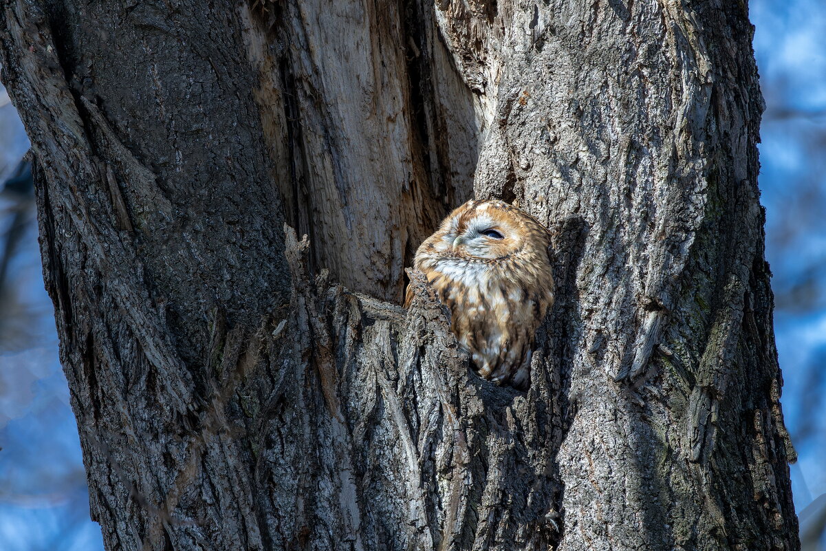 серая(рыжая) неясыть. - юрий макаров