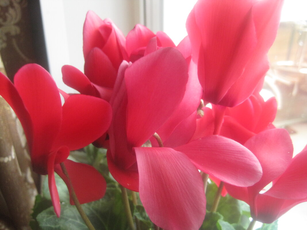 Цикламен - Елена Семигина