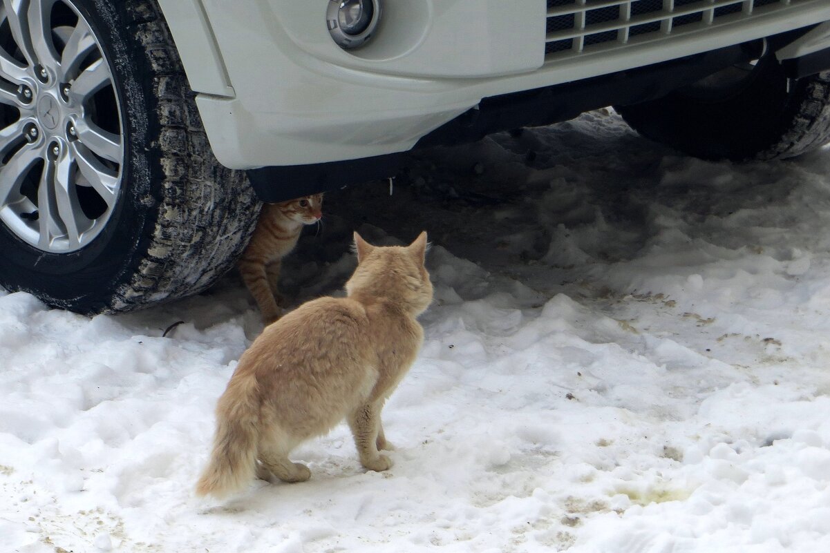 Два рыжика - Татьяна Смоляниченко Два рыжика - Татьяна Смоляниченко