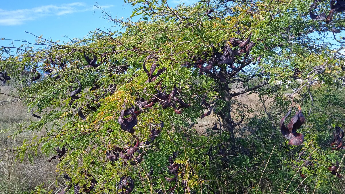 Октябрь в Новороссийске - Елена Шаламова Октябрь в Новороссийске - Елена Шаламова