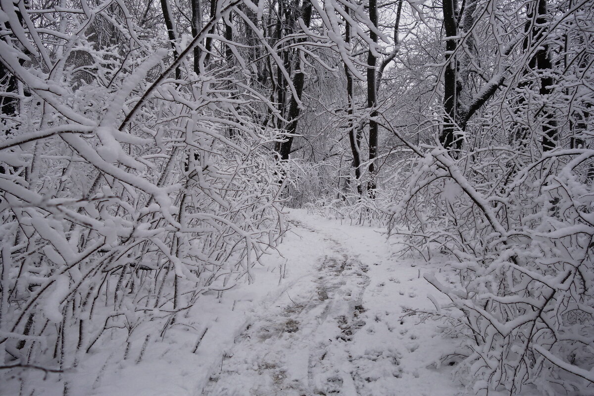 Картинки снежной зимы - Рита Симонова Картинки снежной зимы - Рита Симонова