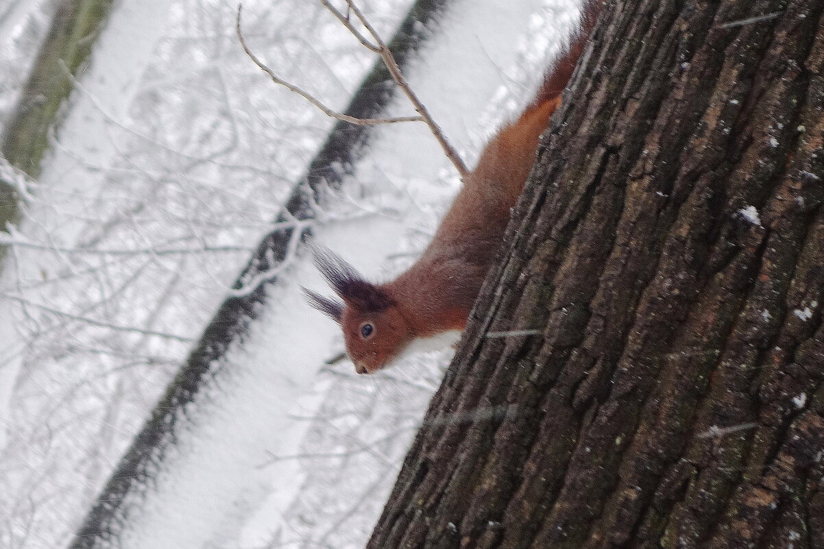 Картинки снежной зимы - Рита Симонова Картинки снежной зимы - Рита Симонова