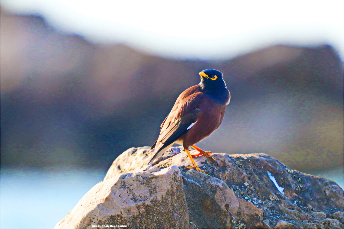 Дикие животные - Владислав Воровский 